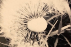 seed-head